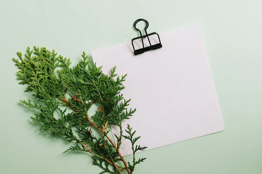 Creating Evergreen Content: How to Write Timeless Blog Posts That Continue to Drive Traffic